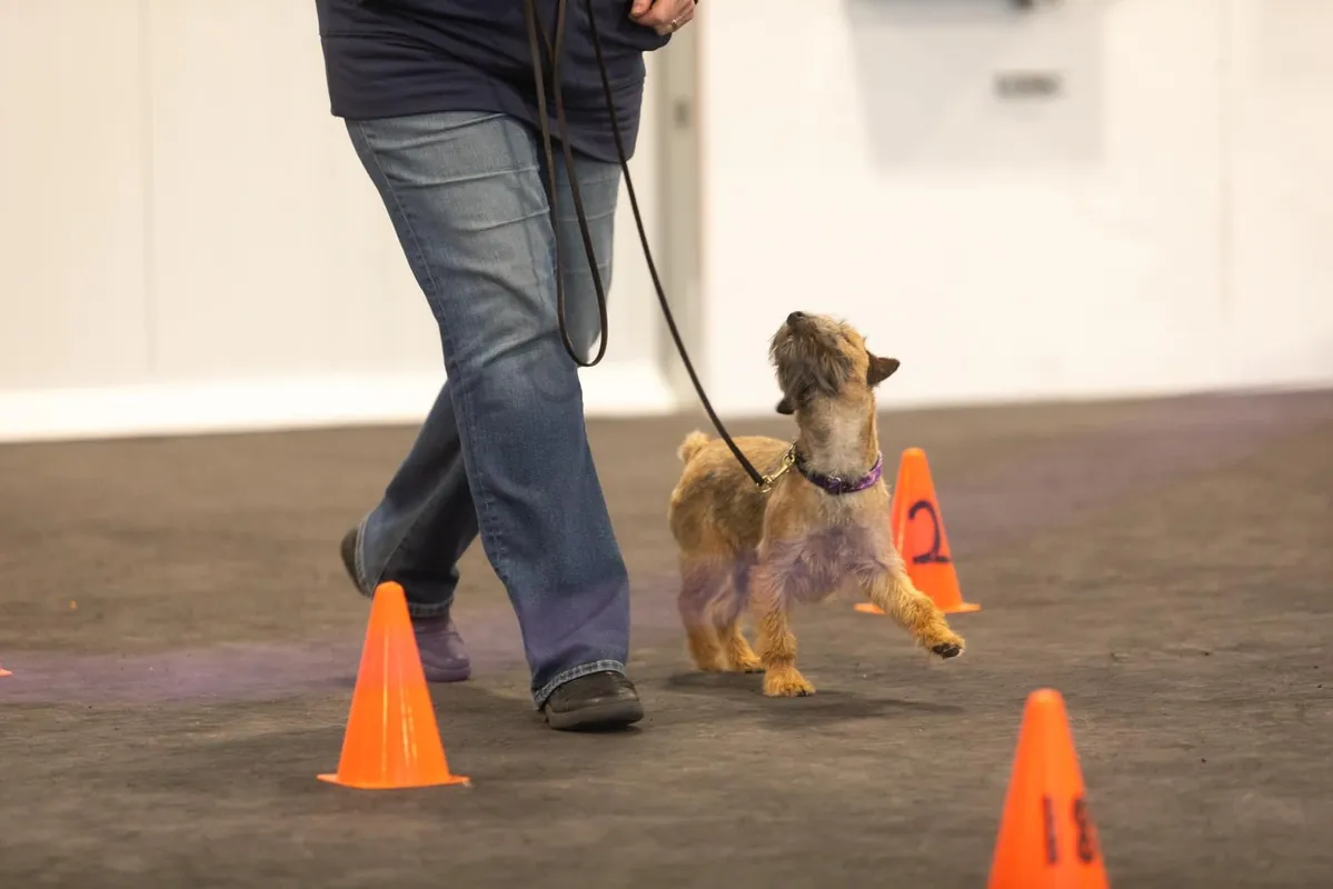 Excellent/Master Rally: Thursday, 6:30