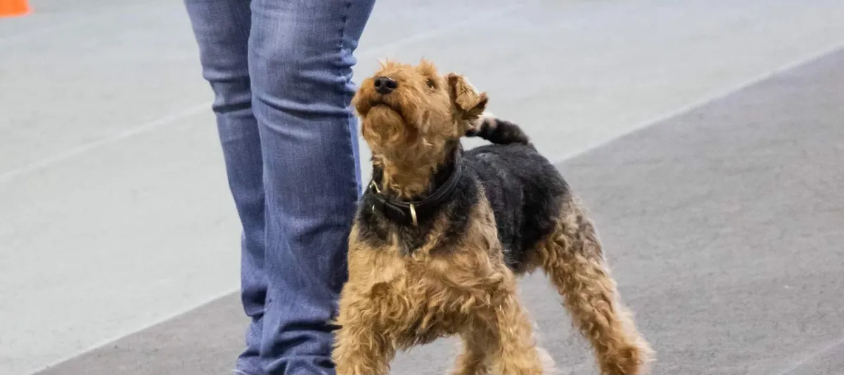 Novice/Advanced Rally: Tuesday 1:30