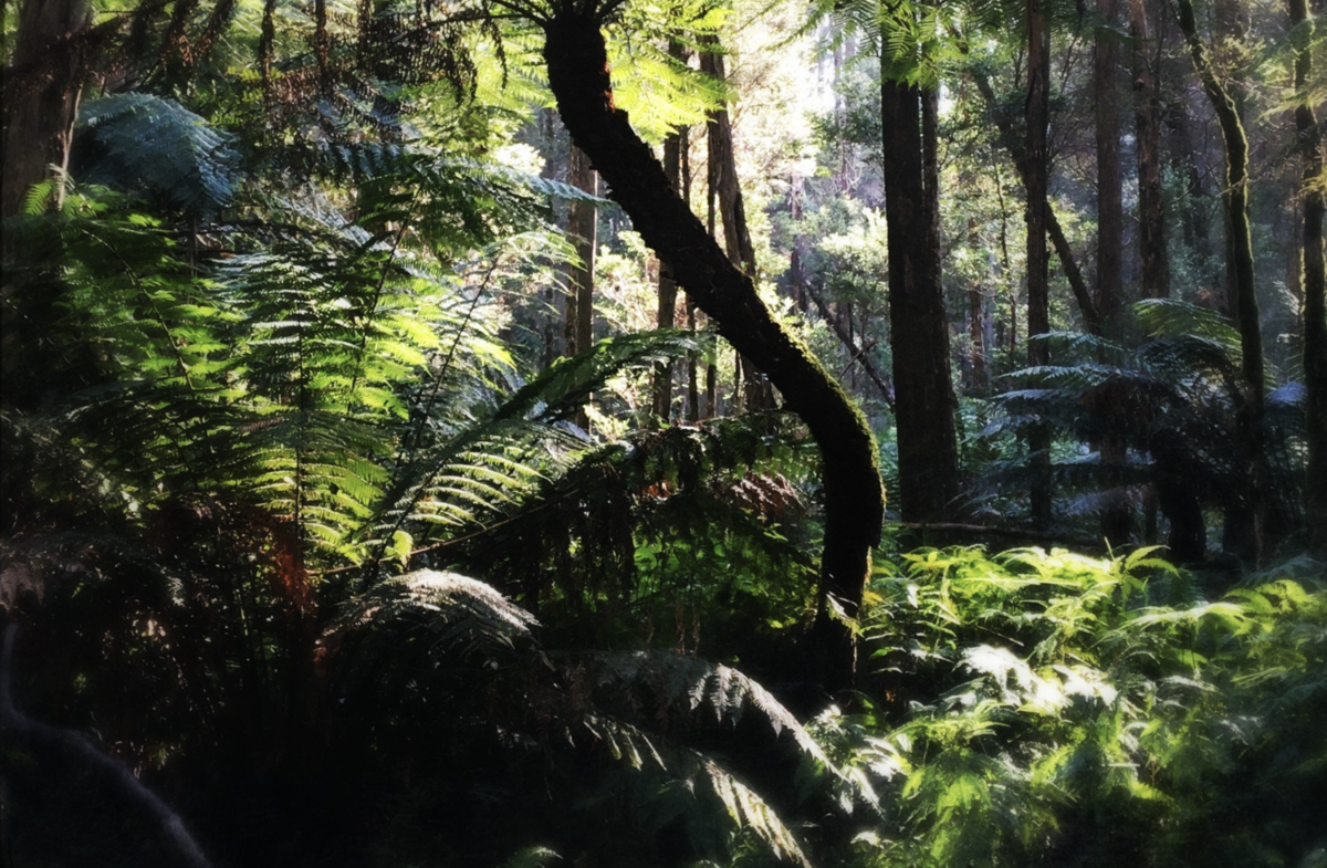 Writing with the Earth — Kinship, Embodiment, Belonging - Camp Mountain, Brisbane, Qld