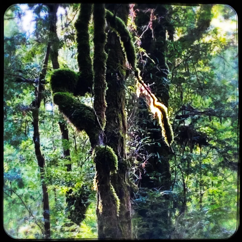 Writing, Moving and Feeling with the Earth —  a Deeper Dive - Warburton