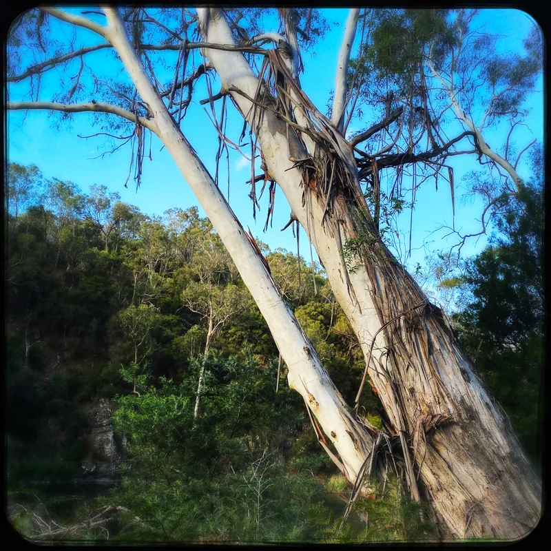 Contacting the Animate Earth: Contact Improvisation, Taketina and Flow Writing