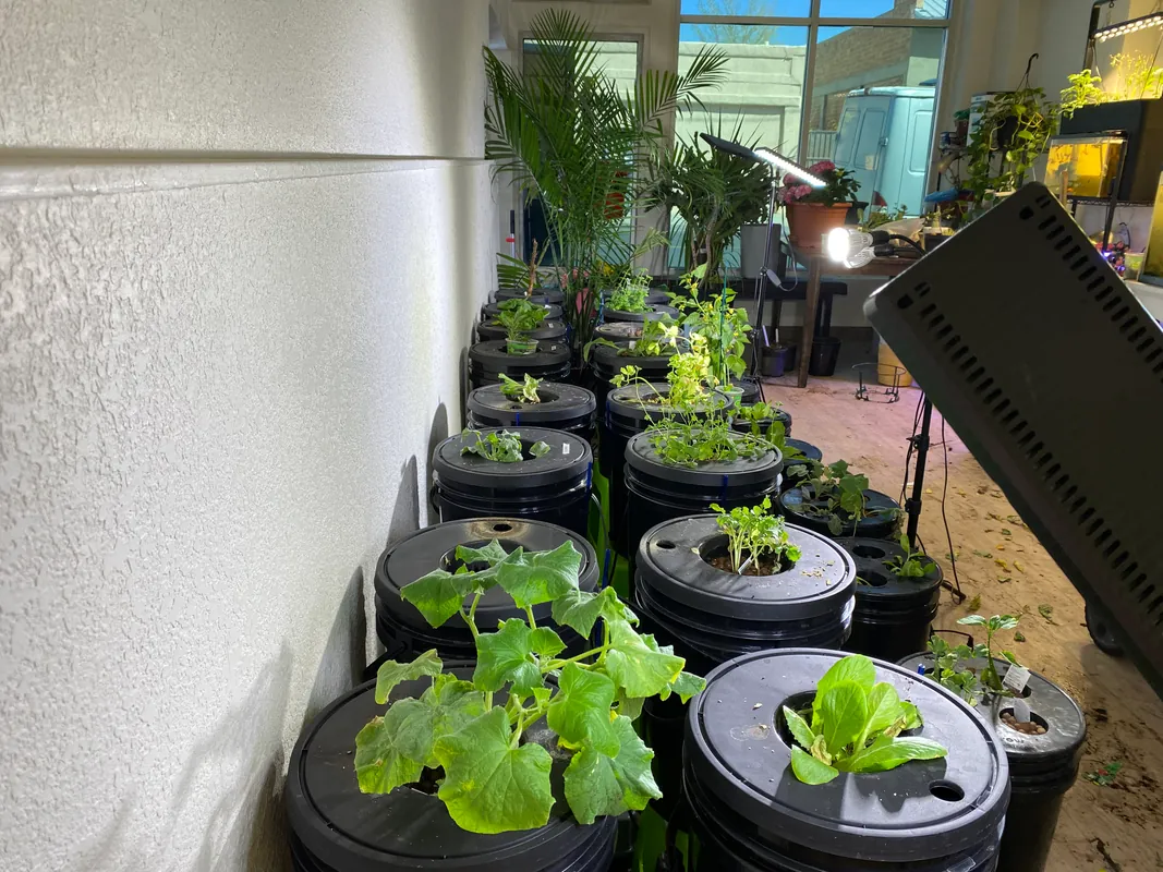 Hydro/Aqua ponics Club - ADULTS