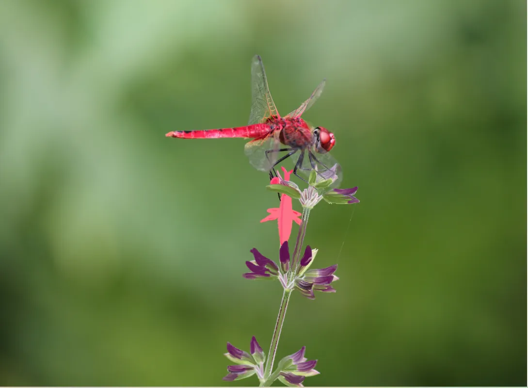 Draci v knihách a filmech – objev svůj svět fantazie!