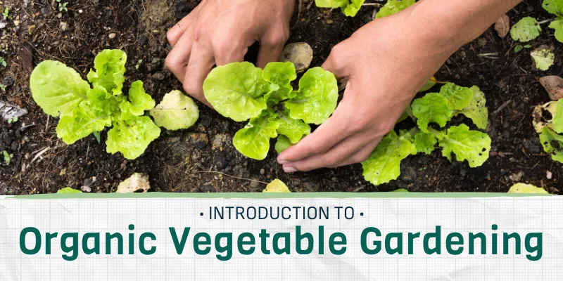 Introduction to Organic Vegetable Gardening