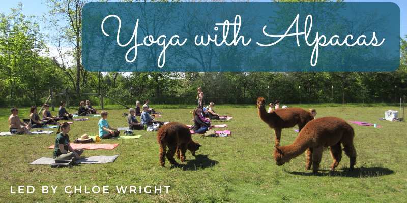 Yoga with Alpacas
