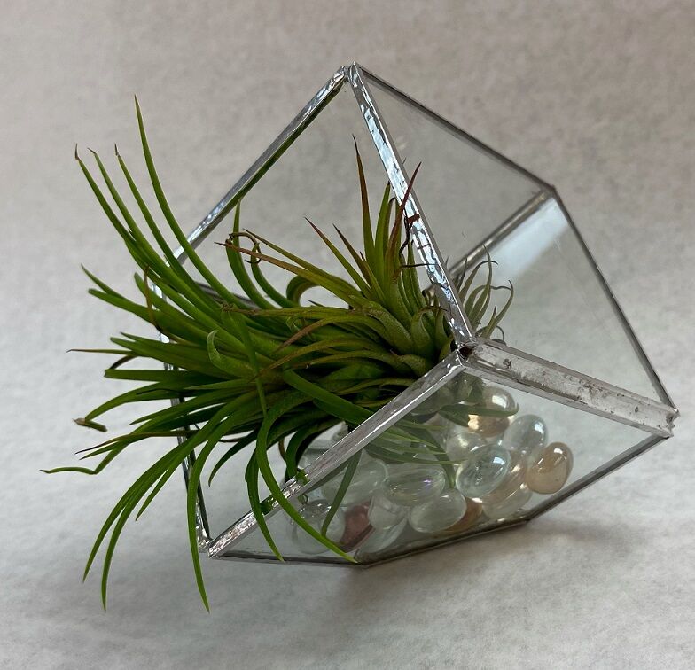 Air Plant Happy Homes