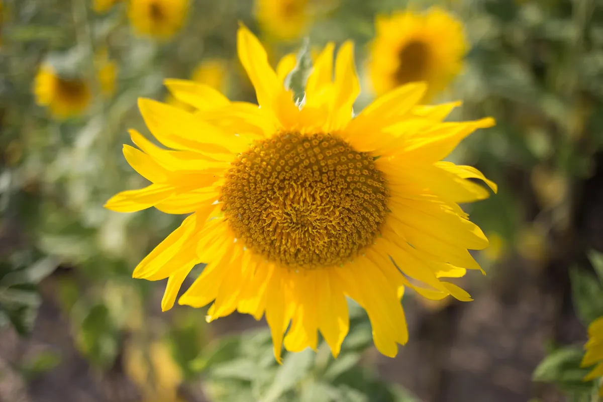 HEALING YOUR ISSUES — AUGUST SESSIONS —  Issues Groups focus on clearing conditioning that is creating blocks to your healing and awakening.