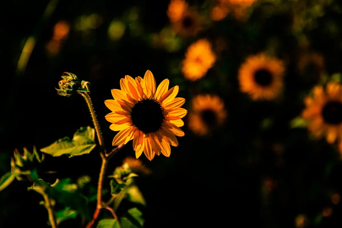 POST CORE VEIL with ANGELIC PRESENCE — DEEPENING IN AWAKENING — SEPTEMBER