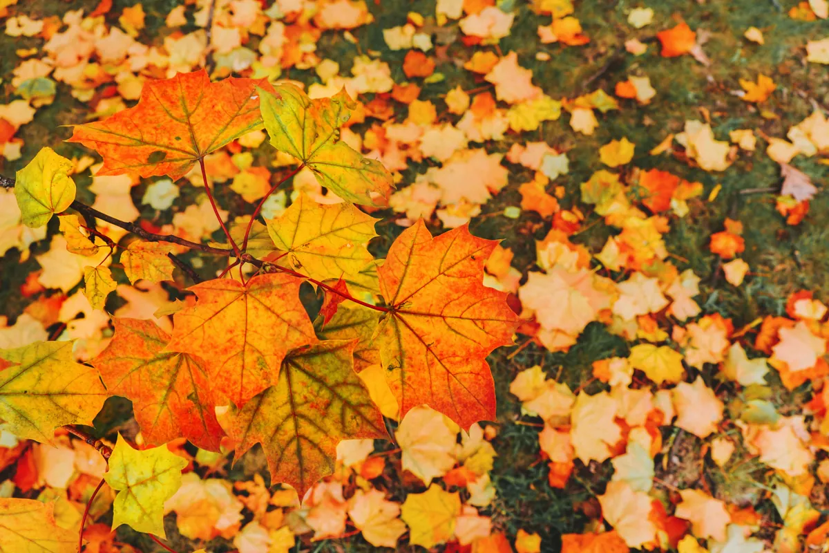 Fall Craft with Lisa Davis