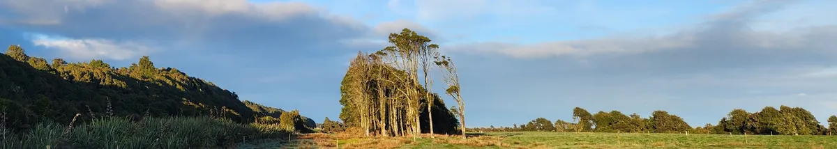 Climate Adaptation - Kokatahi