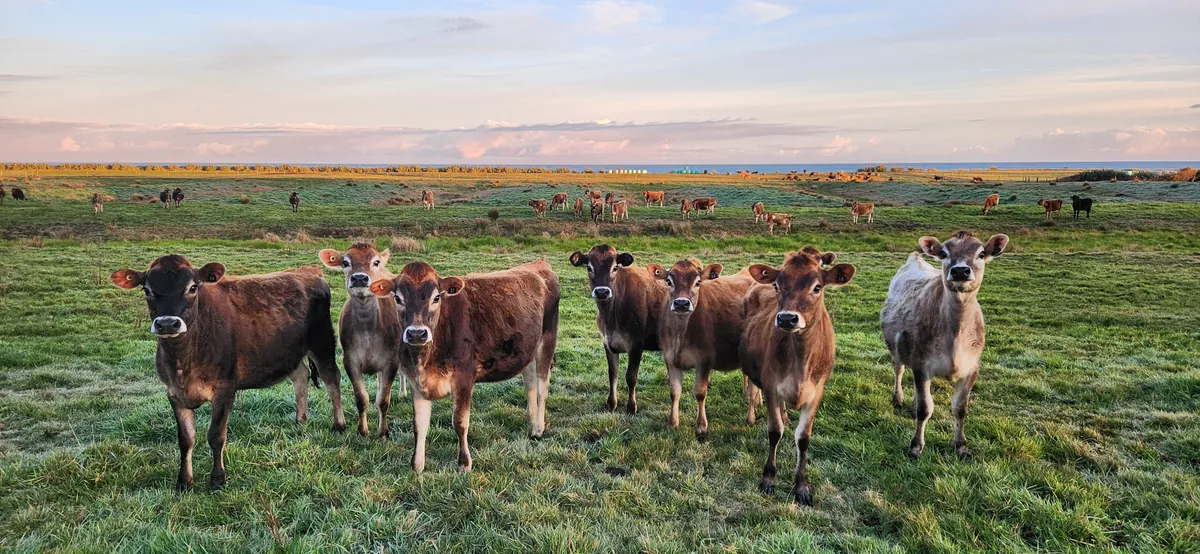 Climate Adaptation - Ikamatua