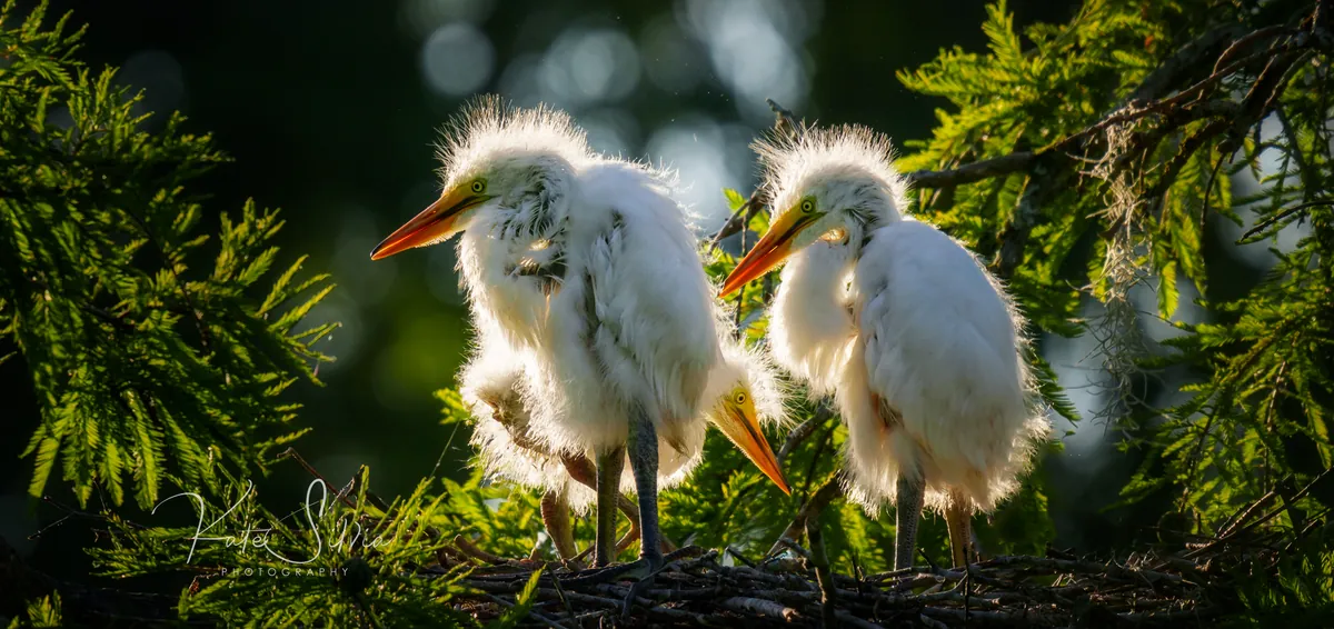Charleston Birds and Blooms April 25-26, 2027