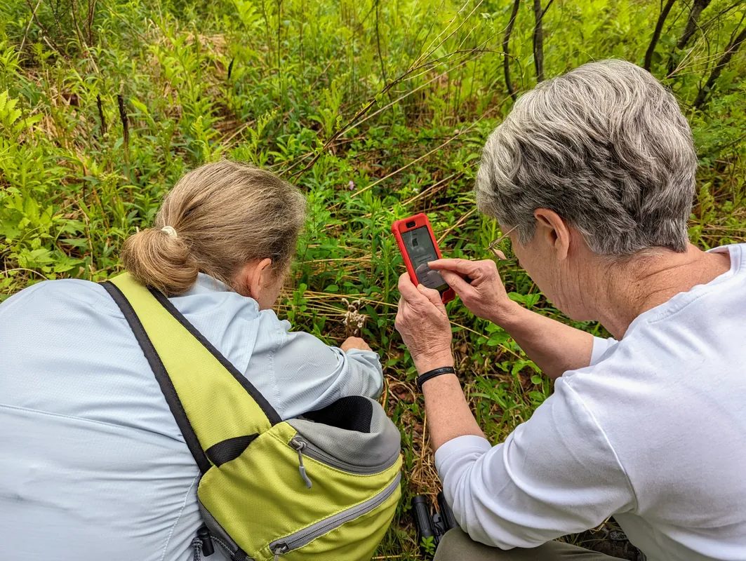 Invasive Species Identification Walk