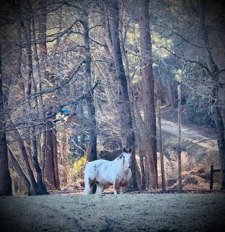 Yoga with the Horses
