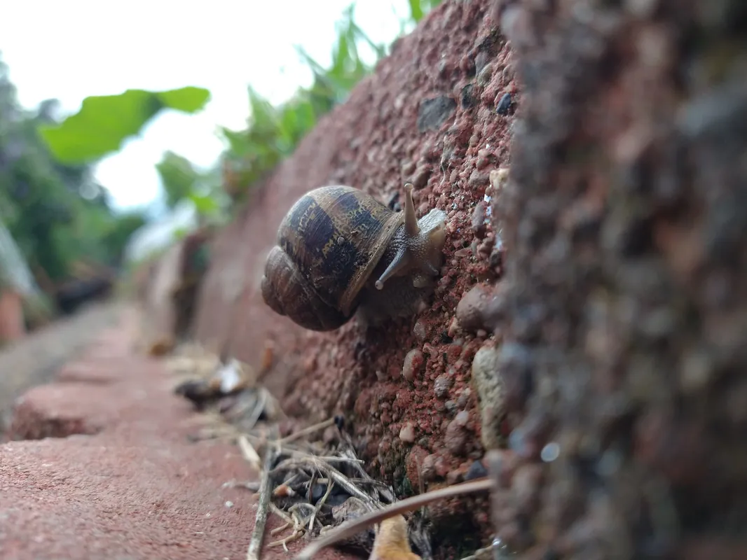 Snails, Lizards and Slugs