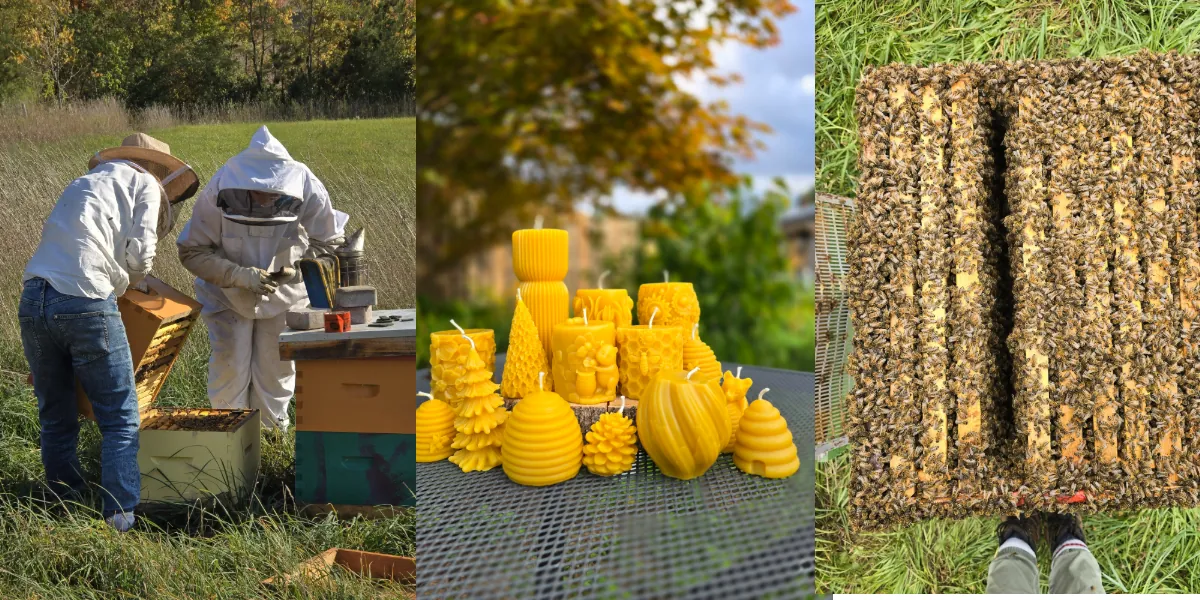 Northumberland Bees Tour and Candle Workshop with Alexandra Hutan