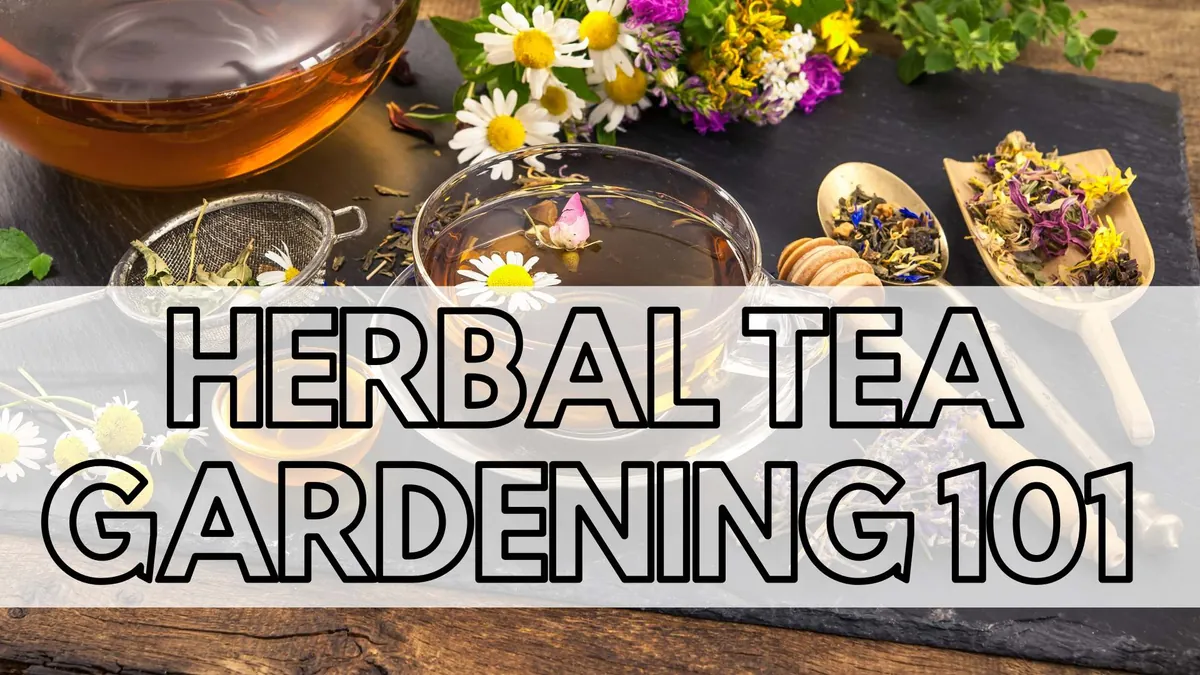 Adult: Herbal Tea Gardening 101