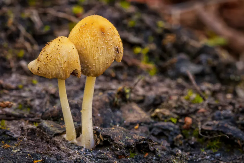 Introduction to Macro Photography