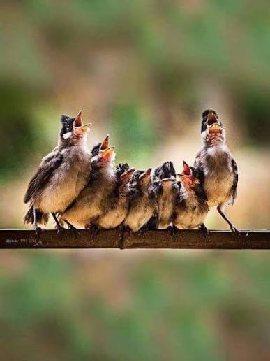 THANKSGIVING RESONANCE: A 5 week, you can't do it wrong, group singing gratitude practice.